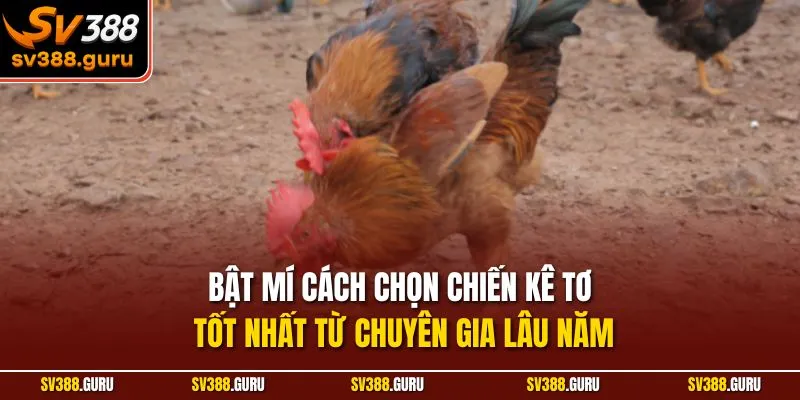 Bật mí cách chọn chiến kê tơ tốt nhất từ chuyên gia lâu năm