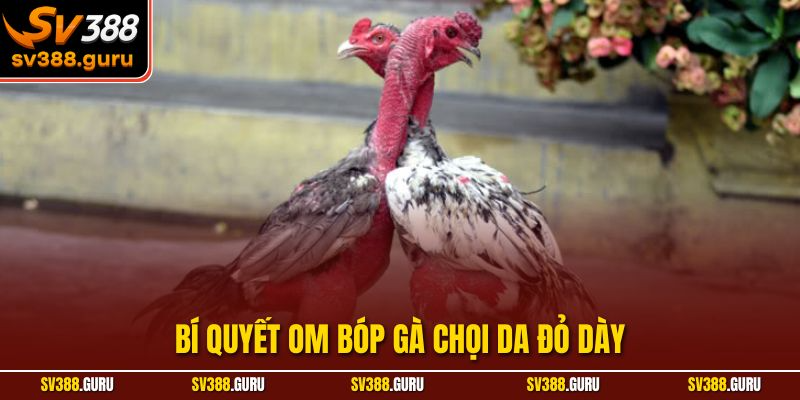 Bí Quyết Om Bóp Giúp Gà Chọi Có Làn Da Đỏ Dày Mới 2025