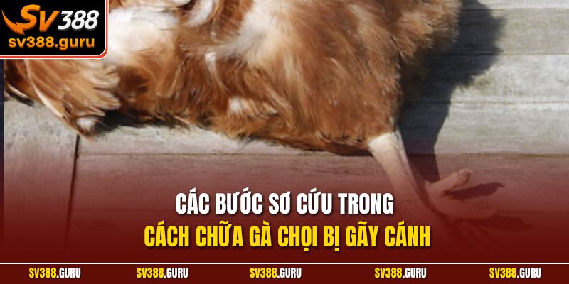 Các bước sơ cứu trong cách chữa gà chọi bị gãy cánh