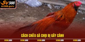 Cách Chữa Gà Chọi Bị Gãy Cánh – Phục Hồi Sức Mạnh Từ A - Z