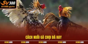 Cách Nuôi Gà Chọi Đá Hay – Phương Pháp Hiệu Quả Từ SV388