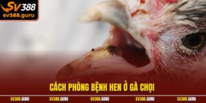 Cách Phòng Bệnh Hen Ở Gà Chọi – Cách Nhận Biết Dấu Hiệu