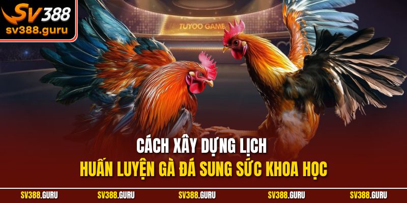 Cách xây dựng lịch huấn luyện gà đá sung sức khoa học