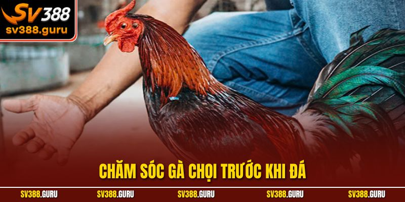 Chăm Sóc Gà Chọi Trước Khi Đá| Hướng Dẫn Bí Quyết Hữu Hiệu