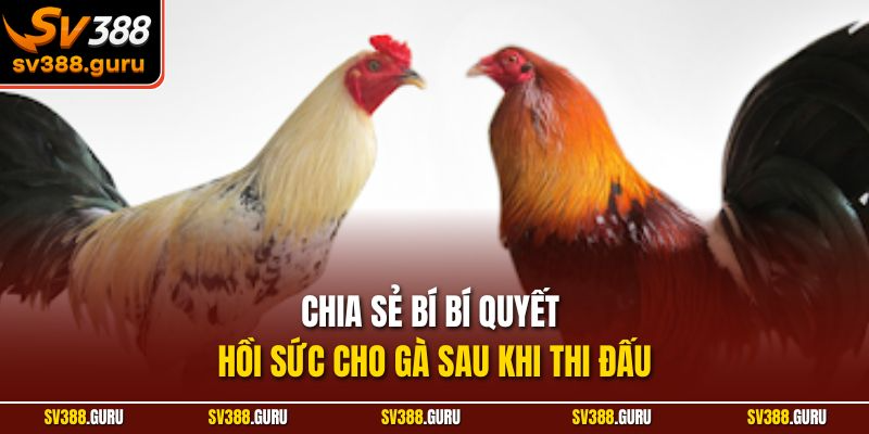 Chia sẻ bí bí quyết hồi sức cho gà sau khi thi đấu
