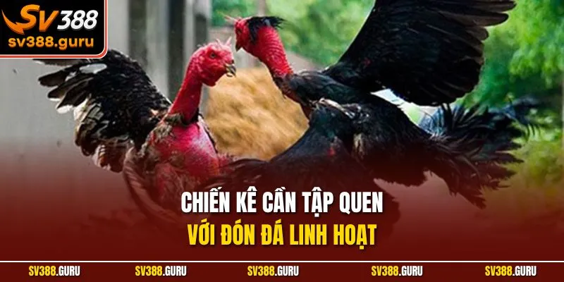 Chiến kê cần tập quen với đón đá linh hoạt