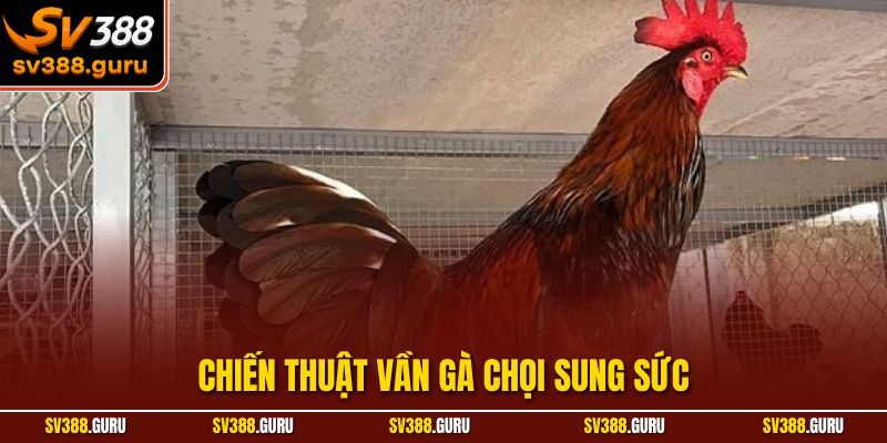 Chiến Thuật Vần Gà Chọi Sung Sức – Yếu Tố Giúp Kê Thiện Chiến