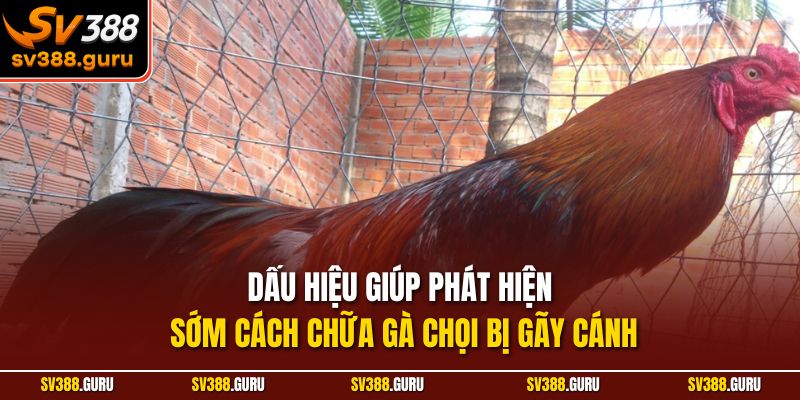 Dấu hiệu giúp phát hiện sớm cách chữa gà chọi bị gãy cánh