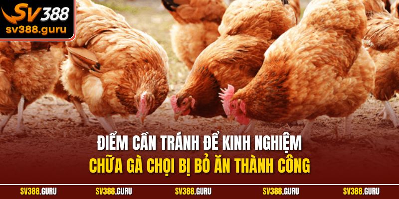 Điểm cần tránh để kinh nghiệm chữa gà chọi bị bỏ ăn thành công