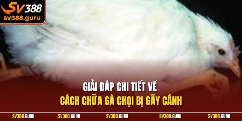 Giải đáp chi tiết về cách chữa gà chọi bị gãy cánh