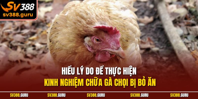 Hiểu lý do để thực hiện kinh nghiệm chữa gà chọi bị bỏ ăn