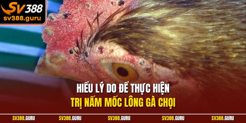 Hiểu lý do để thực hiện trị nấm mốc lông gà chọi