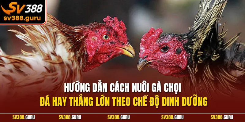 Hướng dẫn cách nuôi gà chọi đá hay thắng lớn theo chế độ dinh dưỡng