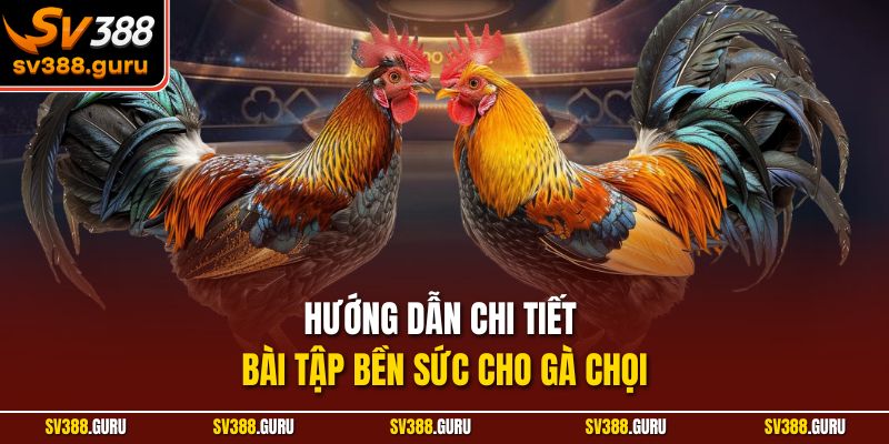 Hướng dẫn chi tiết bài tập bền sức cho gà chọi