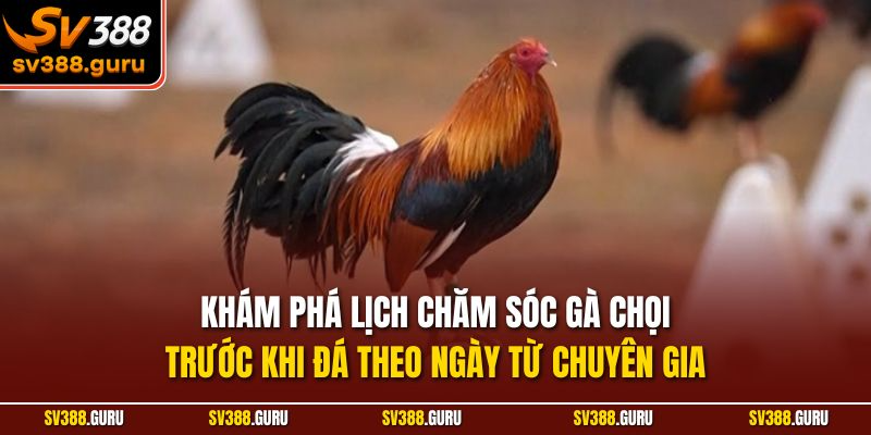 Khám phá lịch chăm sóc gà chọi trước khi đá theo ngày từ chuyên gia