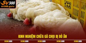 Kinh Nghiệm Chữa Gà Chọi Bị Bỏ Ăn – Phục Hồi Nhanh Chóng