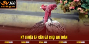 Kỹ Thuật Ép Cân Gà Chọi An Toàn Từ Kinh Nghiệm Bậc Thầy