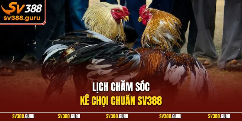 Lịch chăm sóc kê chọi chuẩn SV388