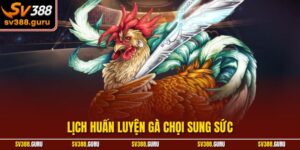 Lịch Huấn Luyện Gà Chọi Sung Sức – Bí Kíp Tạo Chiến Kê Bất Bại