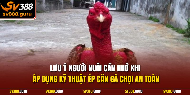 Lưu ý người nuôi cần nhớ khi áp dụng kỹ thuật ép cân gà chọi an toàn