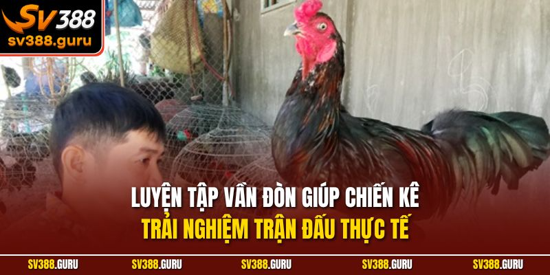 Luyện tập vần đòn giúp chiến kê trải nghiệm trận đấu thực tế