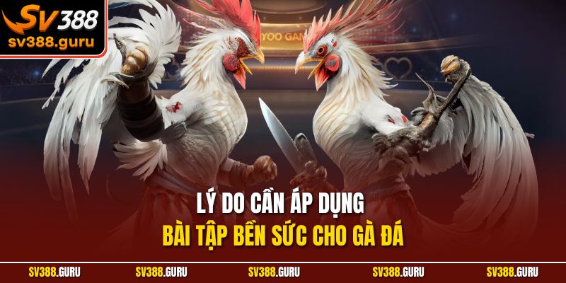 Lý do cần áp dụng bài tập bền sức cho gà đá