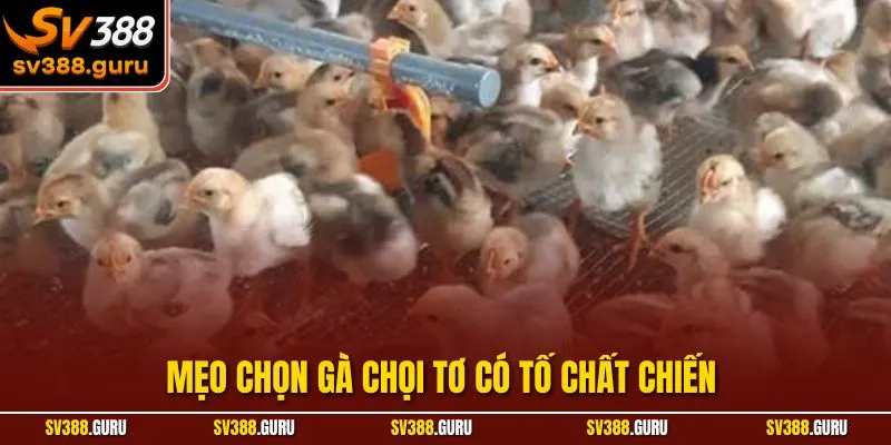 Mẹo Chọn Gà Chọi Tơ Có Tố Chất Chiến Chính Xác Từ Chuyên Gia