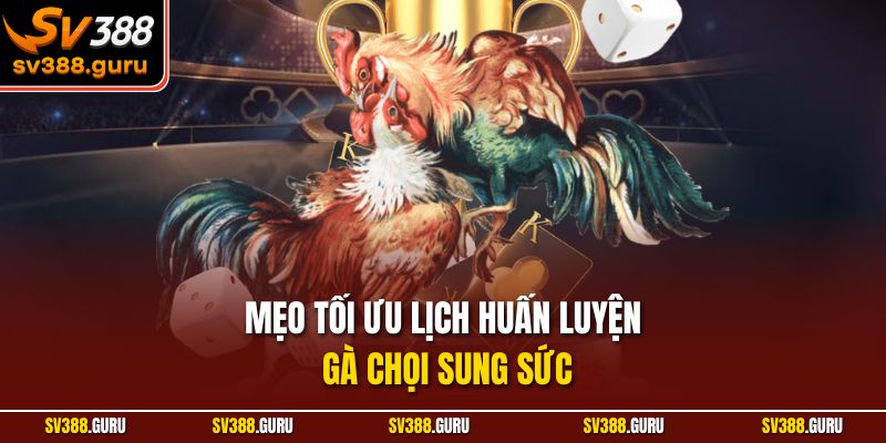 Mẹo tối ưu lịch huấn luyện gà chọi sung sức
