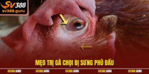 Mẹo Trị Gà Chọi Bị Sưng Phù Đầu – Phục Hồi Nhanh, Hiệu Quả