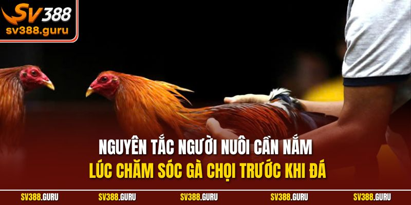 Nguyên tắc người nuôi cần nắm lúc chăm sóc gà chọi trước khi đá