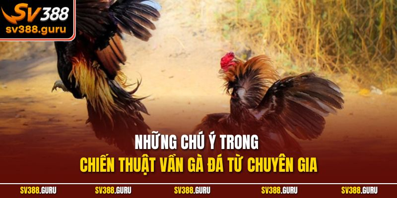 Những chú ý trong chiến thuật vần gà đá từ chuyên gia