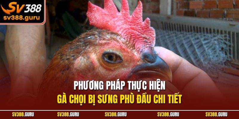 Phương pháp thực hiện gà chọi bị sưng phù đầu chi tiết