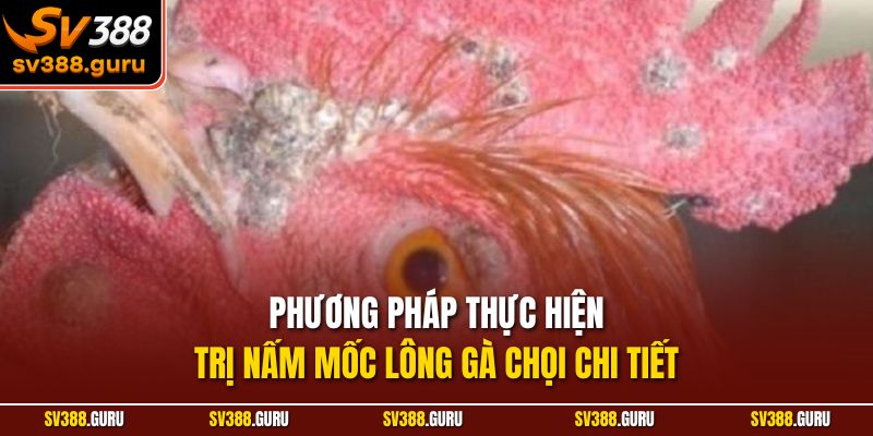 Phương pháp thực hiện trị nấm mốc lông gà chọi chi tiết
