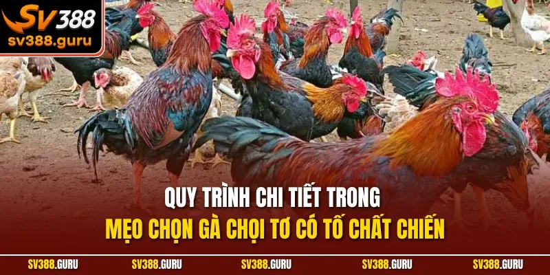 Quy trình chi tiết trong mẹo chọn gà chọi tơ có tố chất chiến