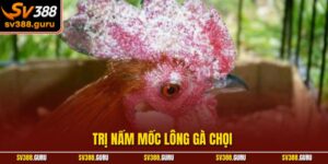 Trị Nấm Mốc Lông Gà Chọi – Đưa Chiến Kê Vào Form Đỉnh Cao