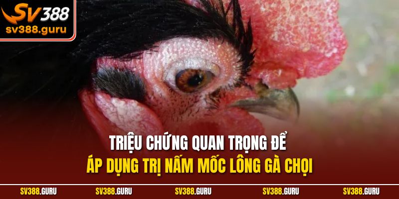 Triệu chứng quan trọng để áp dụng trị nấm mốc lông gà chọi