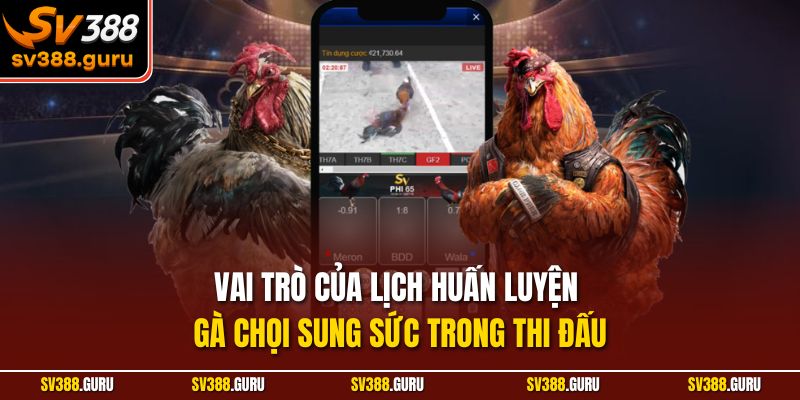 Vai trò của lịch huấn luyện gà chọi sung sức trong thi đấu